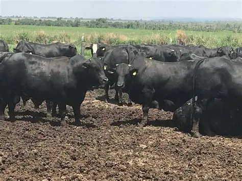 PECUARIA